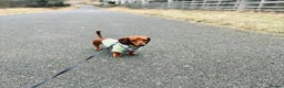 Miniature Dachshund dogs for sale: 2 year old male miniature dachshund  - Advert 3