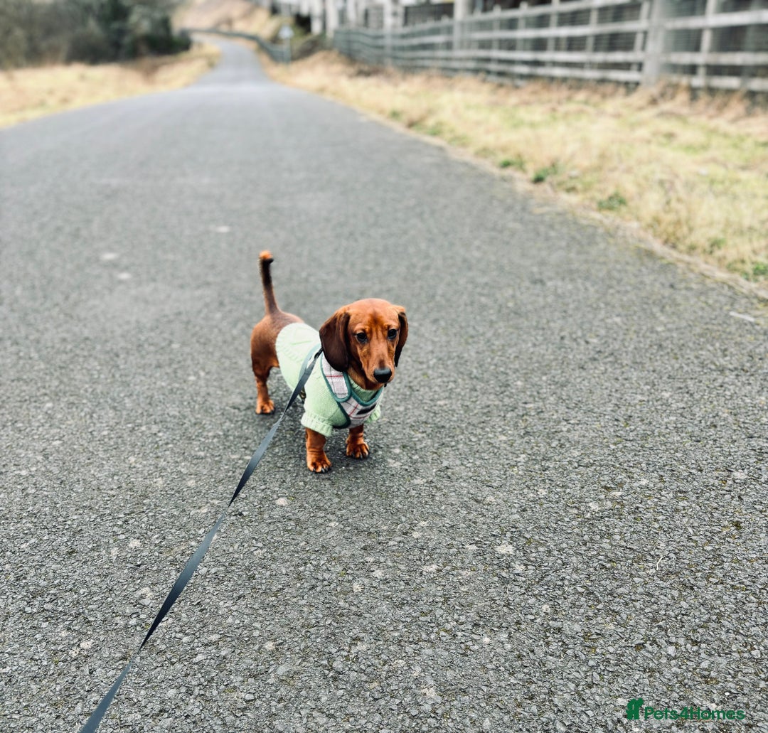 Miniature Dachshund dogs for sale: 2 year old male miniature dachshund  - Advert 3