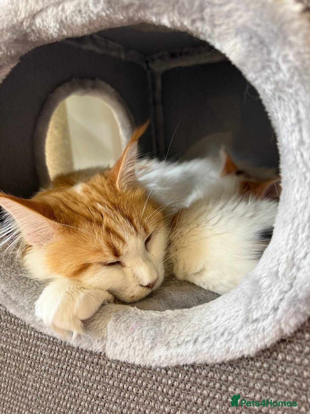 Maine Coon cats for sale: Beautiful Maine coon kittens  - Advert 5