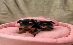 Yorkshire Terrier dogs for sale: 6 beautiful yorkie puppies - Image 2