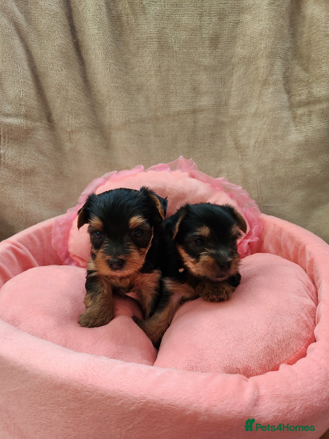 Yorkshire Terrier dogs for sale: 6 beautiful yorkie puppies - Image 2