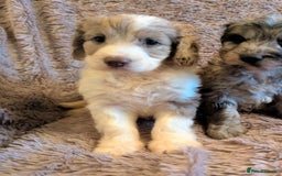 Cockapoo dogs for sale: Beautiful F1b cockapoo puppies - Advert 20