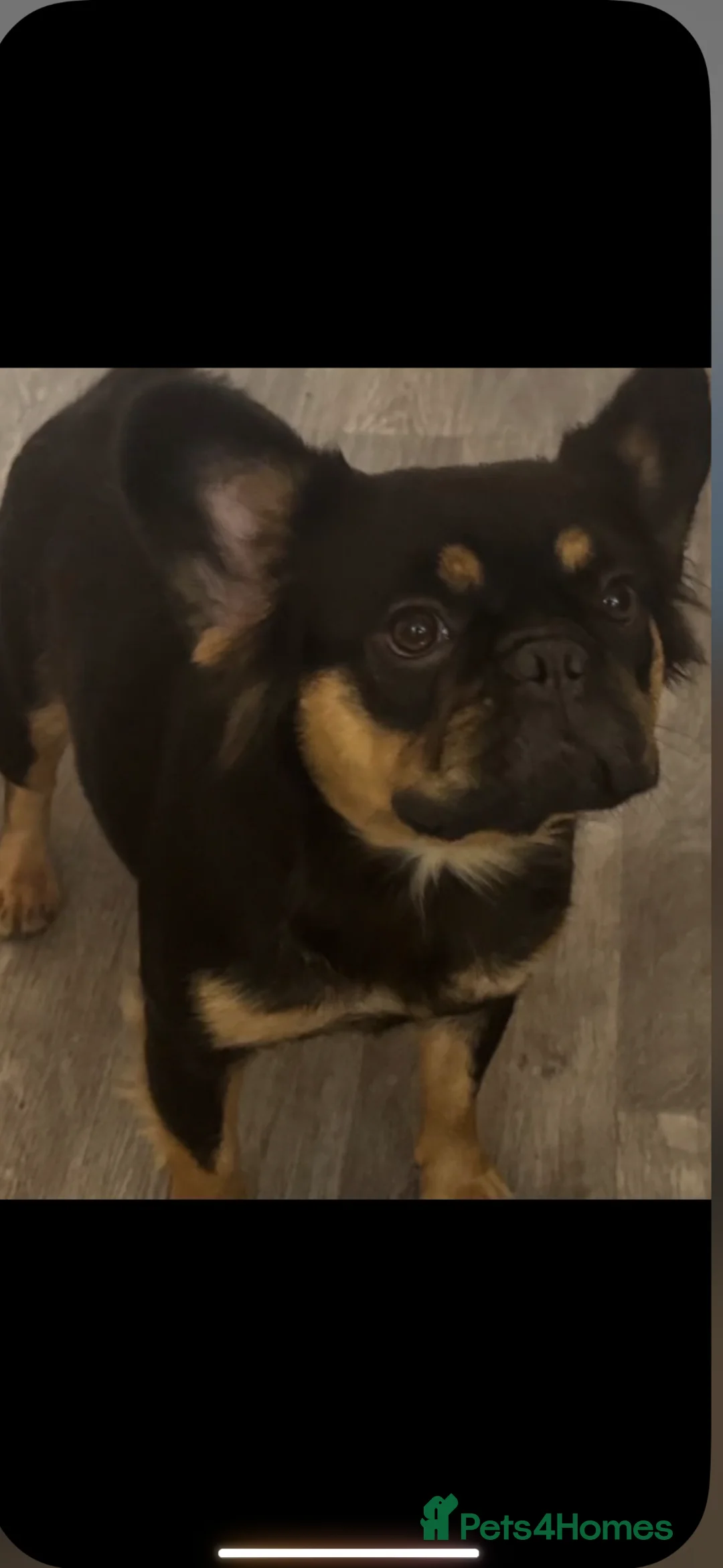 French Bulldog dogs for sale: Fluffy frenchies   - Advert 9