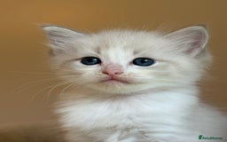 Ragdoll cats for sale: 5 beautiful GCCF Ragdoll kittens - Image 19