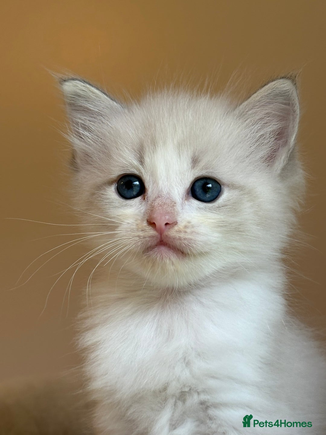 Ragdoll cats for sale: 5 beautiful GCCF Ragdoll kittens - Image 19