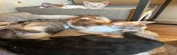Mixed Breed cats for sale: Crossed Peterbald  - Advert 6