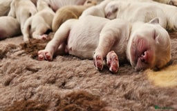 Golden Retriever dogs for sale: GOLDEN RETRIEVER PUPPIES - you will fall in love  - Image 39