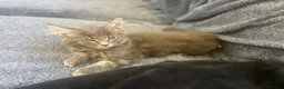 Maine Coon cats for sale: READY NOW!, mainecoon kittens - Advert 12
