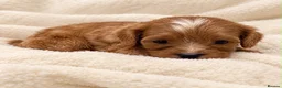Cavapoo dogs for sale: F1 Fox Red Cavapoos in Hampton - Advert 6