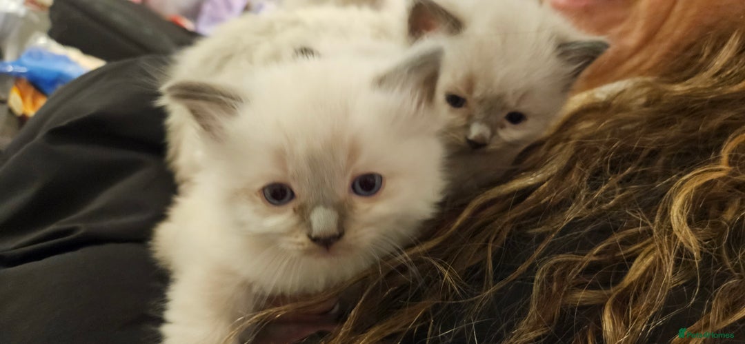 Ragdoll cats for sale: Beautiful Rag Doll Girl - Available Now - Advert 6