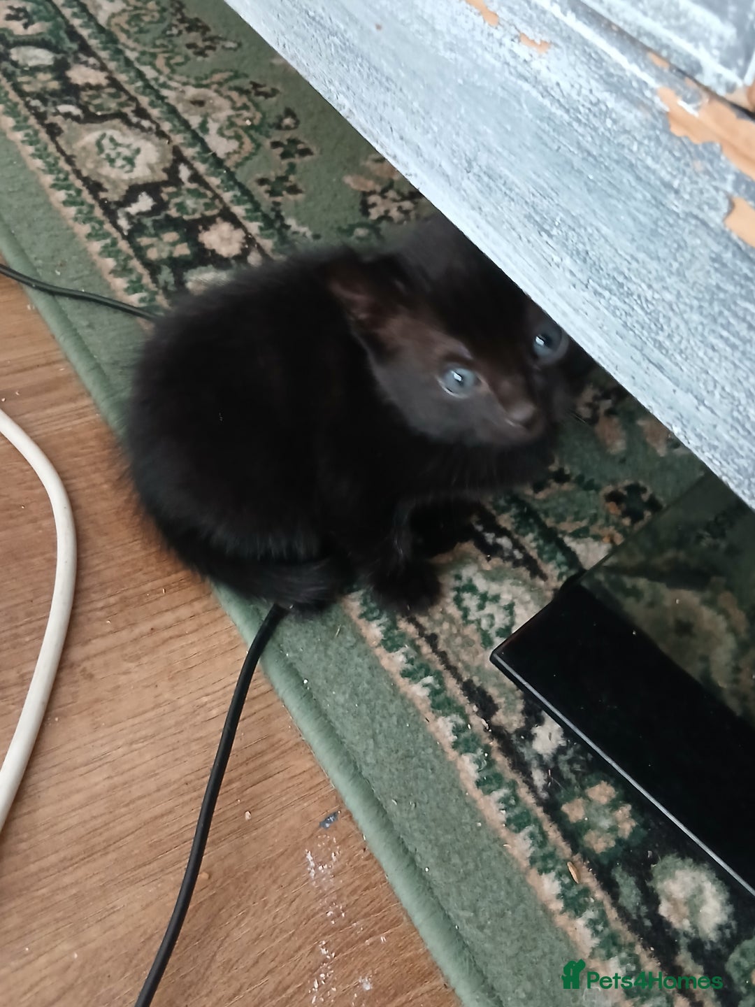 Exotic cats for sale: mixed breed tabby kittens - Advert 6