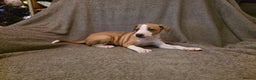 Mixed Breed dogs for sale: Italian Greyhound x Bull Greyhound Puppies - Advert 9