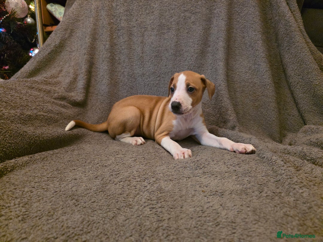 Mixed Breed dogs for sale: Italian Greyhound x Bull Greyhound Puppies - Advert 9