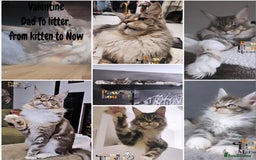 Maine Coon cats for sale: Stunning quality tica registered Mainecoon  - Image 12