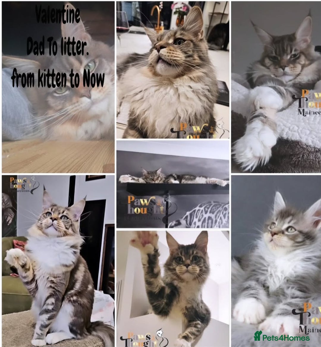 Maine Coon cats for sale: Stunning quality tica registered Mainecoon  - Image 12