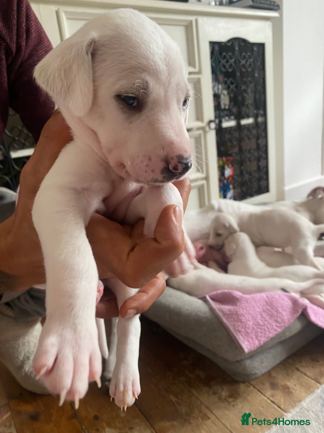 Mixed Breed dogs for sale: Lurcher puppies  - Image 12