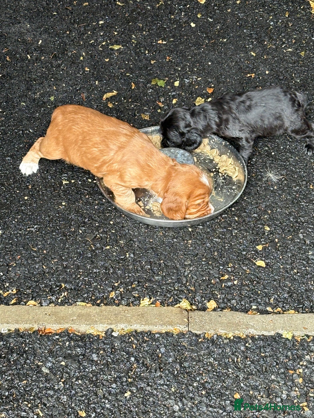 Cocker Spaniel dogs for sale: Working cocker spaniel puppies - Image 4