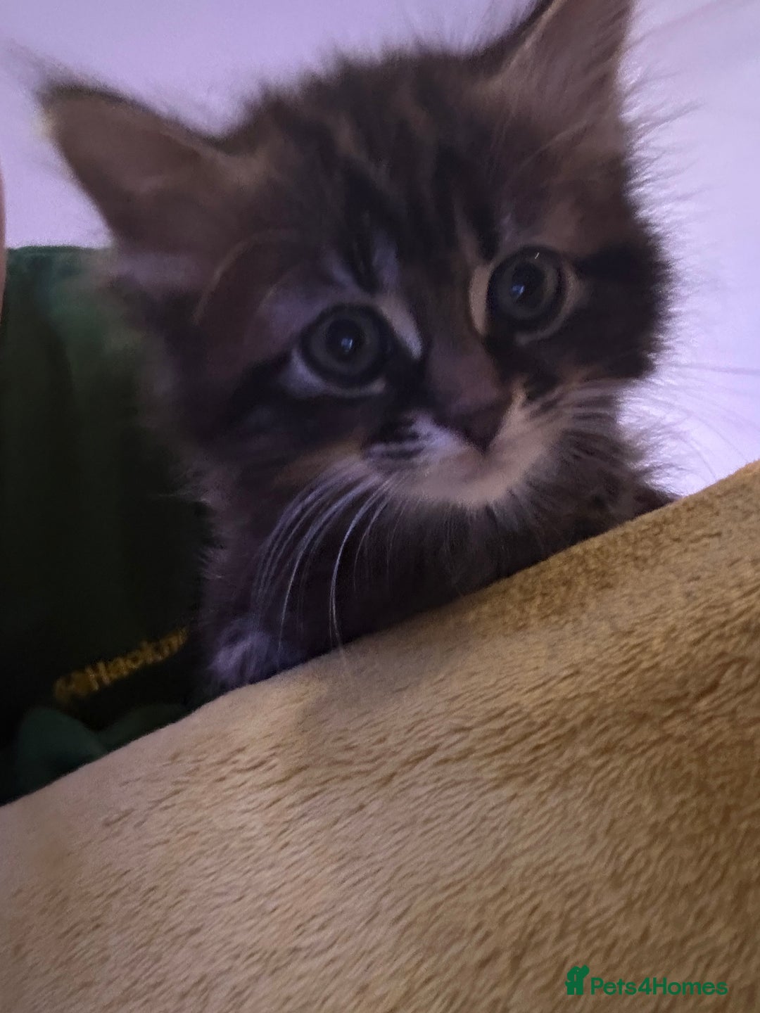 Mixed Breed cats for sale: Ragdoll Cross Kittens, 2 boys 1 girl - Advert 35