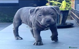 Staffordshire Bull Terrier dogs for stud: 👑Champion Blue Bloodline👑 - Axel - Image 3