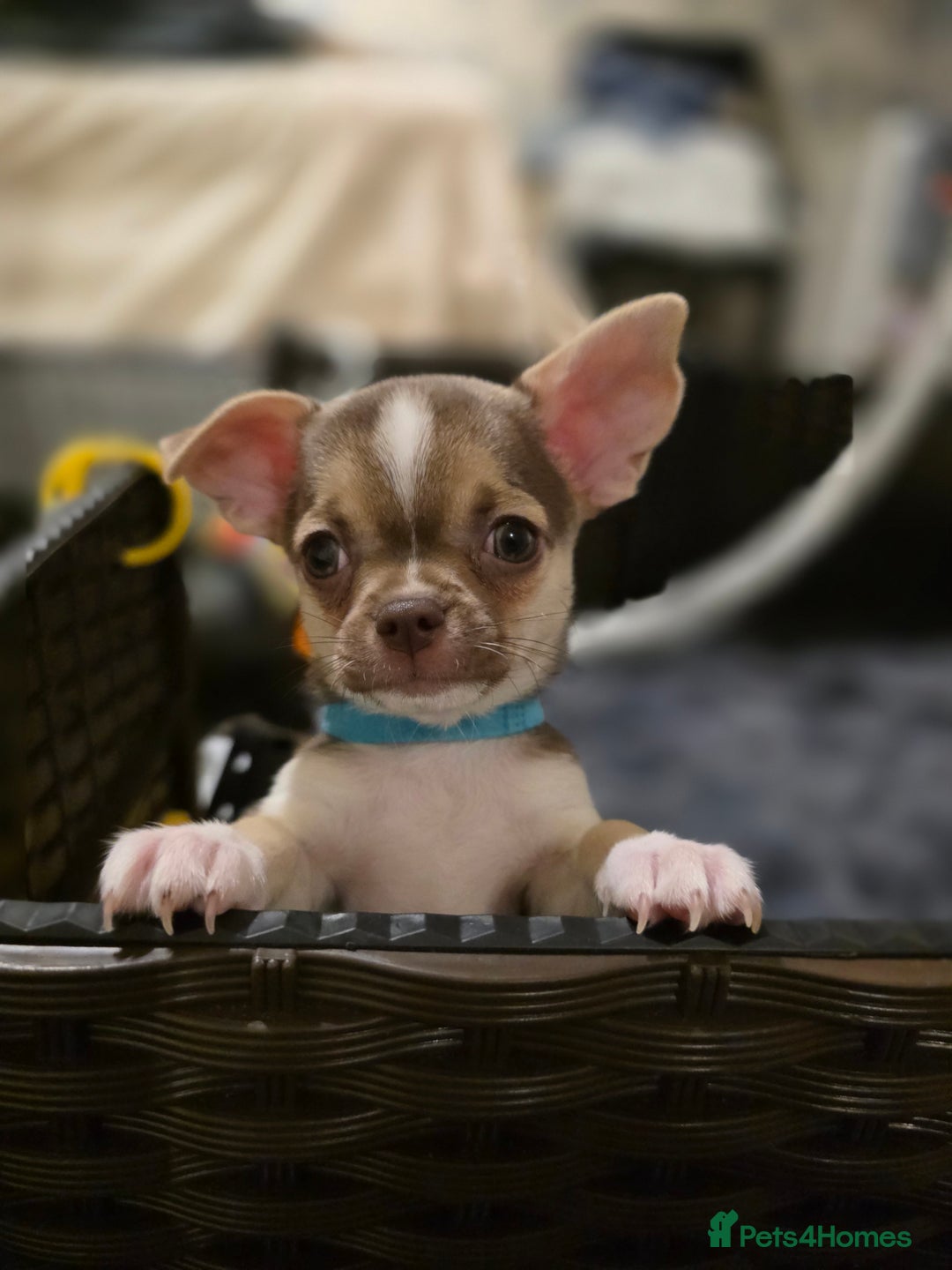 Chihuahua dogs for sale: Chihuahua Puppies 20TH  READY TO GO  - Advert 9