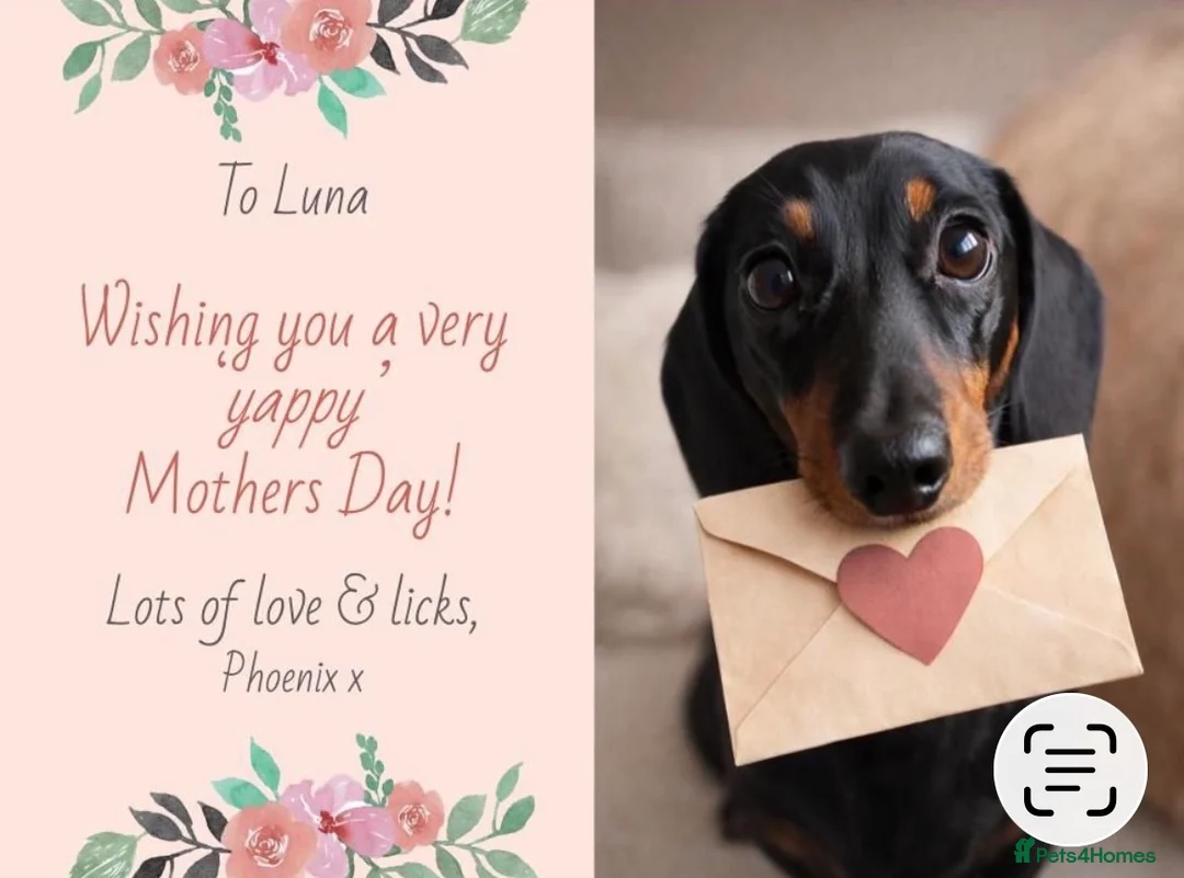 Dachshund dogs for sale: A Beautiful Female Dachshund Puppy - Advert 2