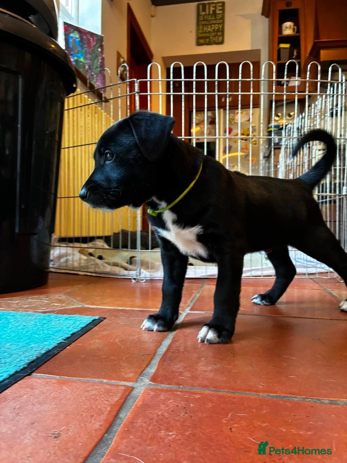 Mixed Breed dogs Rhodesian Rodgeback X Canaan Dog male puppy - Advert 1