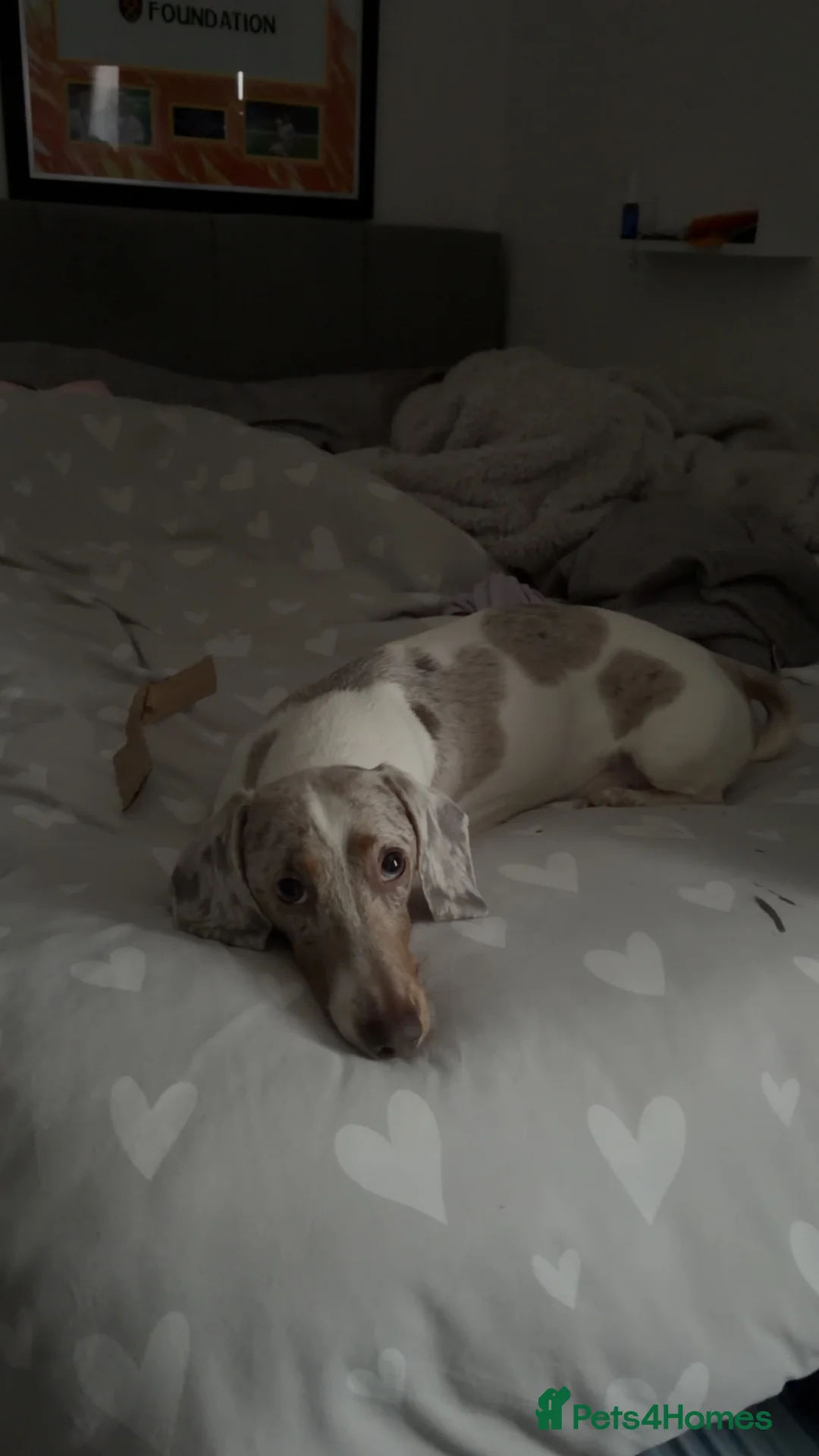Miniature Dachshund dogs for stud: Miniature dachshund male  in Dagenham - Advert 4