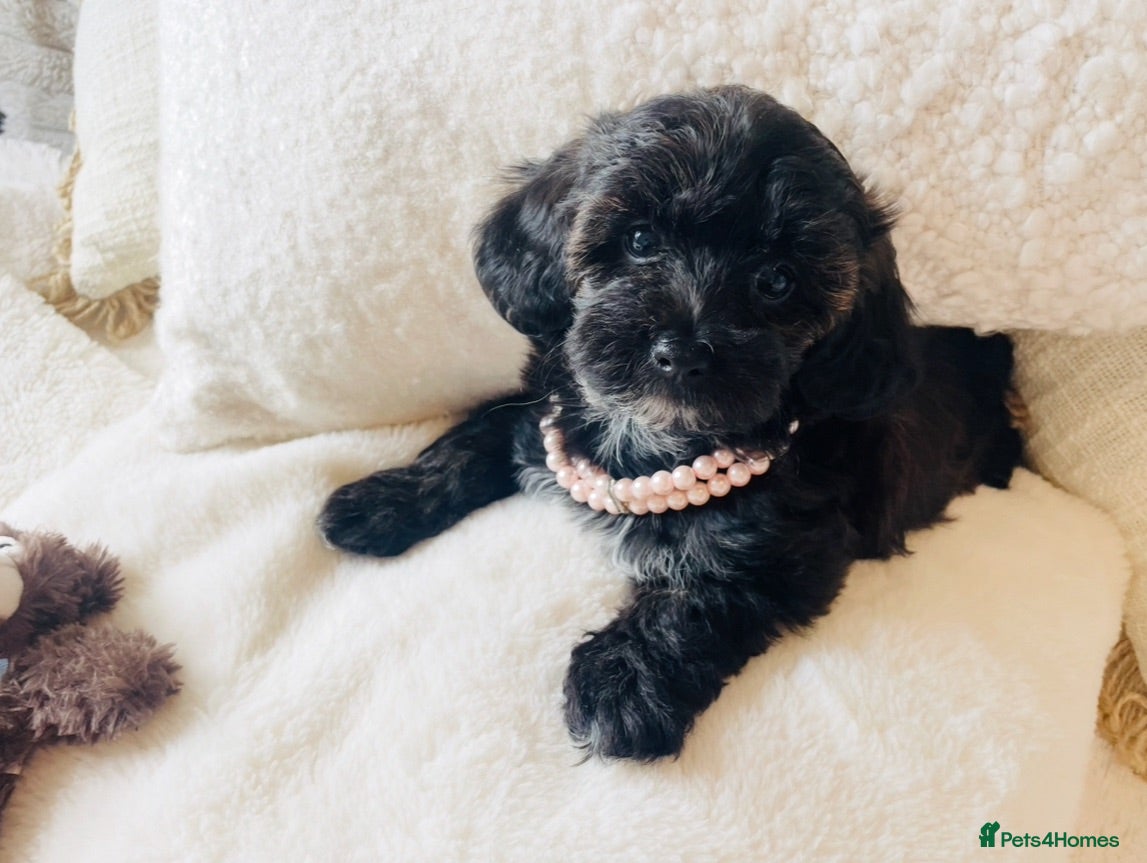 Maltipoo dogs Stunning F1 Toy Maltipoo Puppies - Boy & Girl - Advert 2