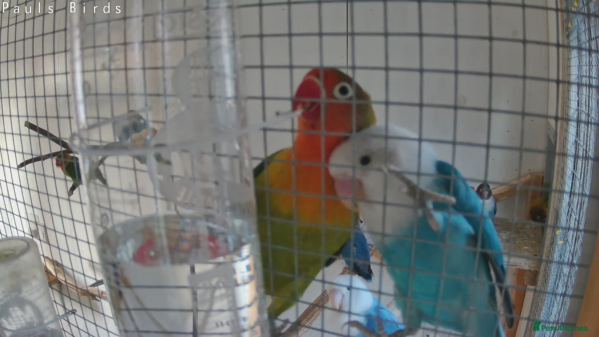 Lovebirds birds Lovebirds for sale  - Advert 2