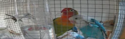Lovebirds birds for sale: Lovebirds for sale  in Hereford - Advert 2