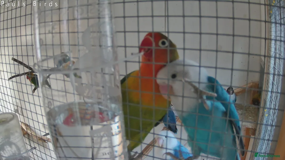 Lovebirds birds for sale: Lovebirds for sale  in Hereford - Advert 2