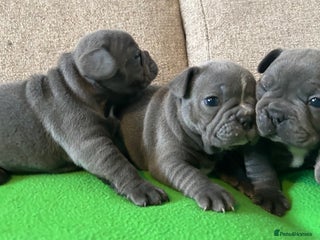 French Bulldog dogs 4 Solid Blue French Bulldog Girls - Advert 2