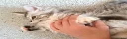 Maine Coon cats for sale: Two registered mainecoon kittens (1 poly)  - Advert 6