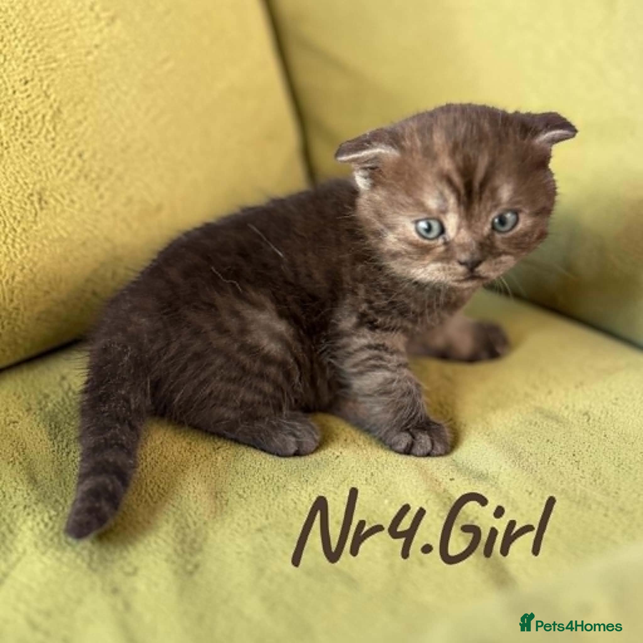 Scottish Fold cats for sale: 6 Pedigree Scottish Fold and Straight Kittens - Advert 25