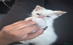 British Shorthair cats for sale: Loving kitten looking for home - Image 3