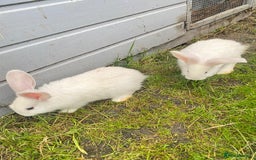 Continental Giant rabbits for sale: Continental Giant Baby Rabbits Ready to go - Image 12