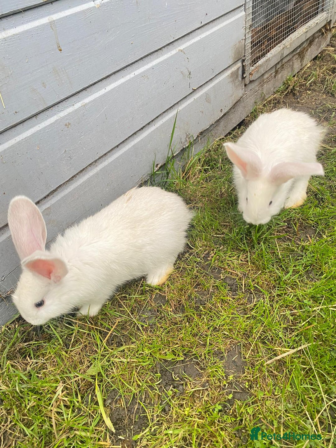 Continental Giant rabbits for sale: Continental Giant Baby Rabbits Ready to go - Image 12
