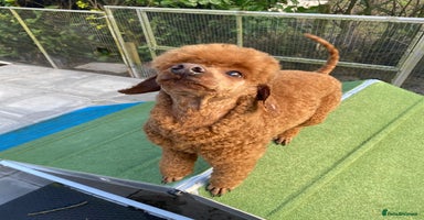 Miniature Poodle dogs in Preston - Advert 16