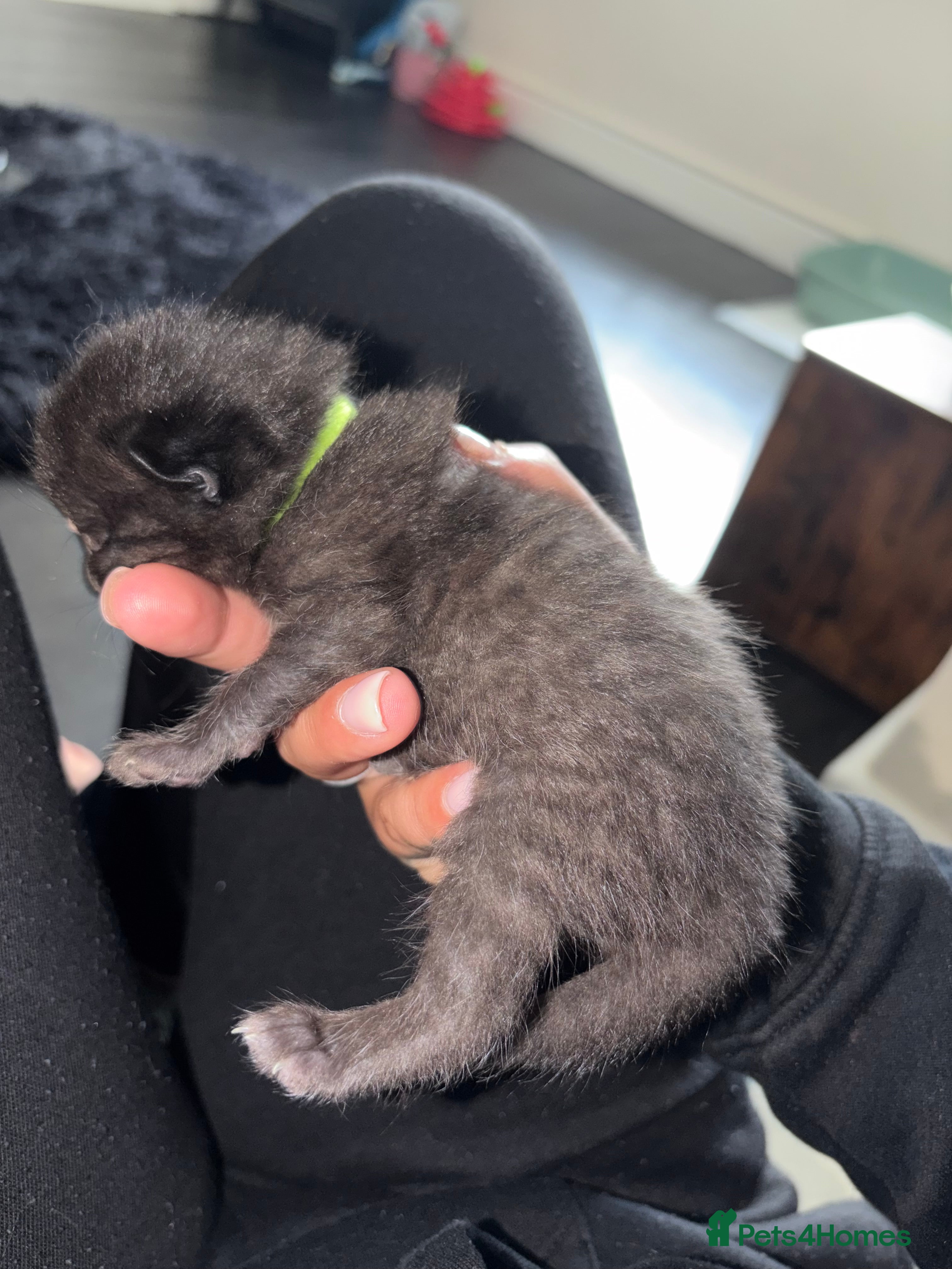 British Shorthair cats for sale: BEAUTIFUL CUTE KITTENS - Advert 4