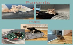 Chihuahua dogs for sale: 3 Beautiful Chihuahua puppies for sale  - Advert 1