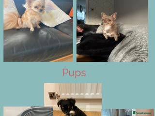 Chihuahua dogs 3 Beautiful Chihuahua puppies for sale - Advert 18