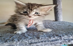 Maine Coon cats for sale: 5 stunning Mainecoon kittens  - Image 3