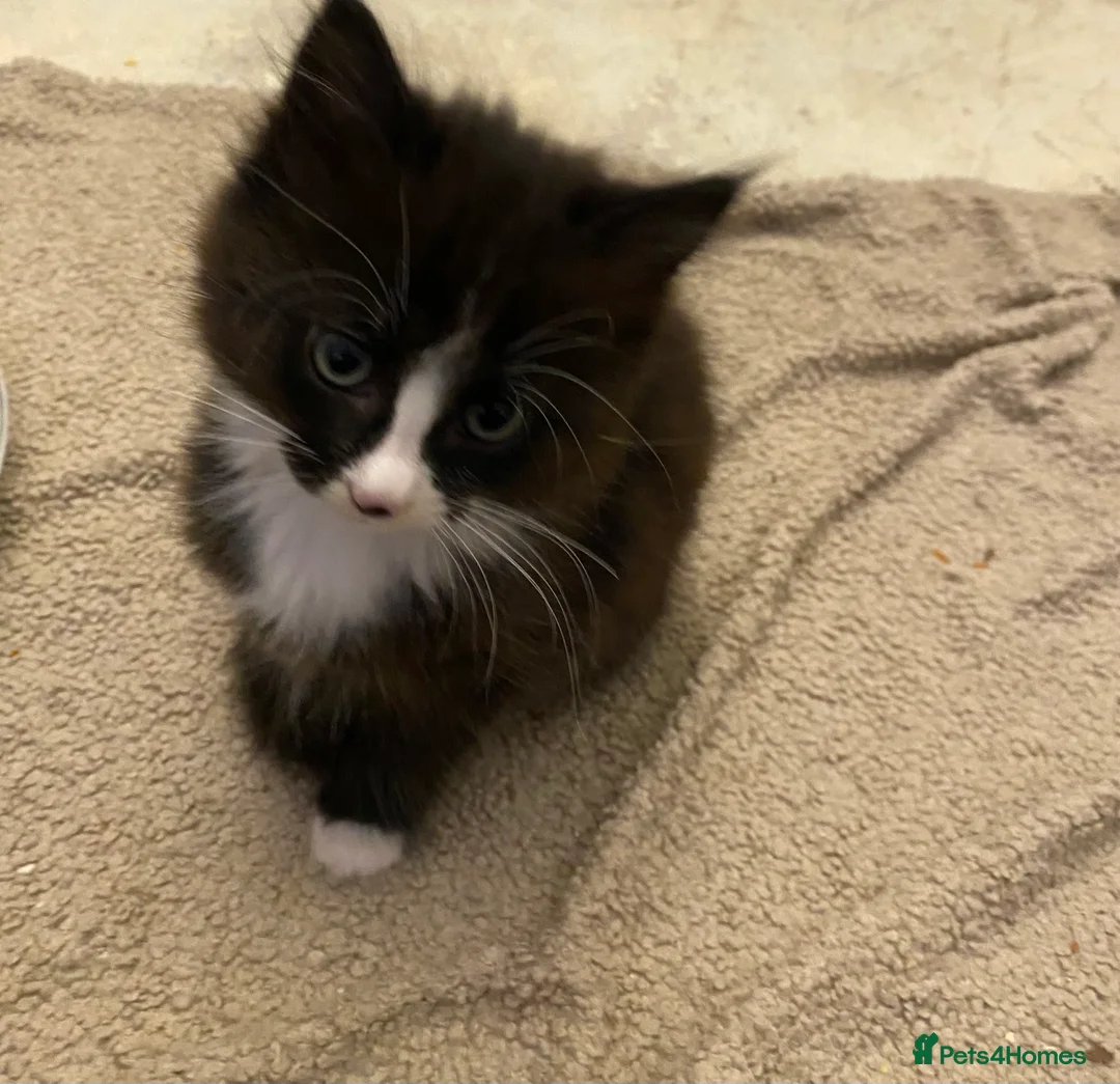 Mixed Breed cats for sale: Ready to go  - Advert 4