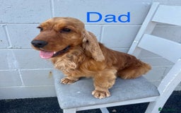 Cocker Spaniel dogs for sale: SUPERB SHOW TYPE COCKER SPANIEL PUPPIES  - Image 18