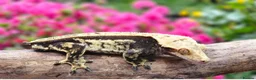 Gecko reptiles for sale: Various crested geckos - Advert 23