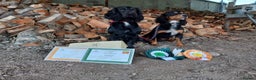 Cocker Spaniel dogs for stud: FTAW fully health tested working cocker stud in Leven - Advert 7
