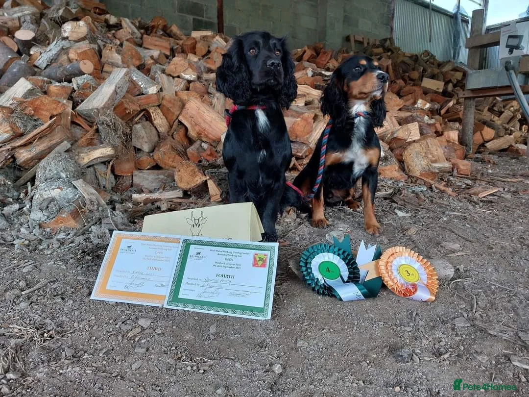 Cocker Spaniel dogs for stud: FTAW fully health tested working cocker stud in Leven - Advert 7