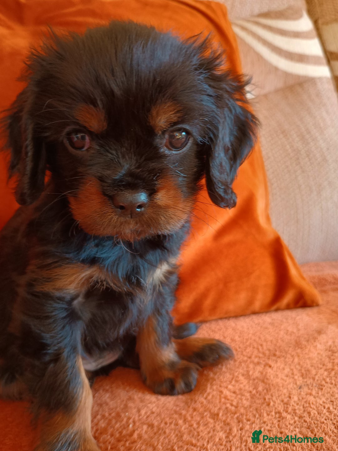 Cavalier King Charles Spaniel dogs for sale: Cavalier king Charles spaniel  - Advert 4