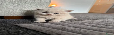 British Shorthair 1