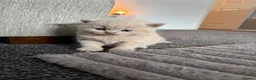 British Shorthair cats for sale: British shorthair kittens.  - Advert 9